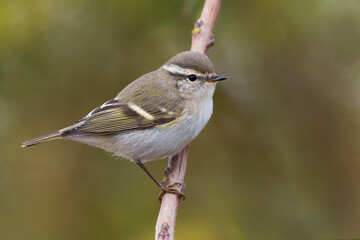 Bladkoning; Yellow-browed Warbler; Phylloscopus proregulus