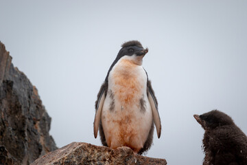 Adelie penguin chicks stand in a penguin colony in Antarctica.