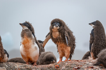 Adelie penguin chicks stand in a penguin colony in Antarctica.