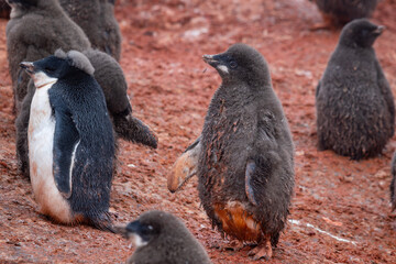 Adelie penguin adult feeding, regurgitating, food for Adelie Penguin chick, mouth to mouth . Antarctica