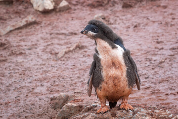 Adelie penguin chicks stand in a penguin colony in Antarctica.