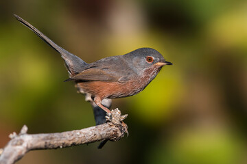 Provencaalse Grasmus; Dartford Warbler; Sylvia undata