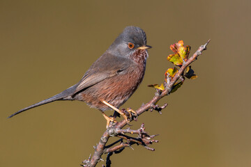Provencaalse Grasmus; Dartford Warbler; Sylvia undata