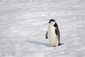 Chinstrap penguin stands in the snow in Antarctica