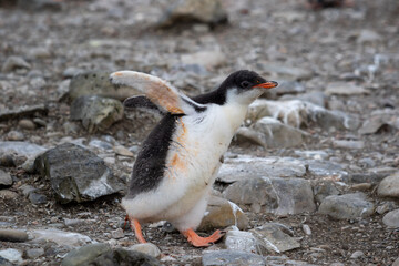 Gentoo penguin chick walks among rocks in Antarctica. Close-up.