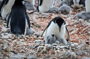Chinstrap penguin colony, with a mother and two young chicks in the nest. © Anton