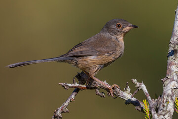 Provencaalse Grasmus; Dartford Warbler; Sylvia undata