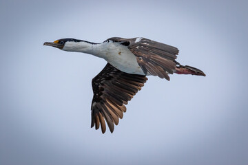 Imperial Shags, blue-eyed cormorants. Imperial cormorants. King cormorants in flight in Antarctica.