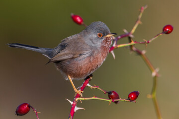Provencaalse Grasmus; Dartford Warbler; Sylvia undata