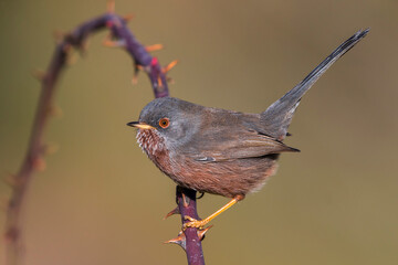 Provencaalse Grasmus; Dartford Warbler; Sylvia undata