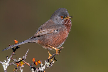 Provencaalse Grasmus; Dartford Warbler; Sylvia undata