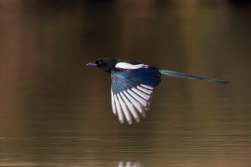 Ekster; Common Magpie; Pica pica