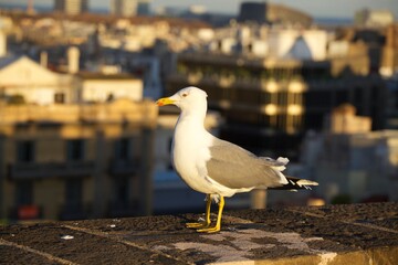 seagull on the pier