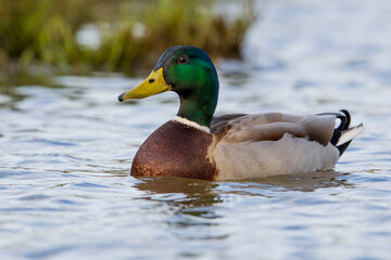 Wilde Eend, Mallard, Anas platyrhynchos