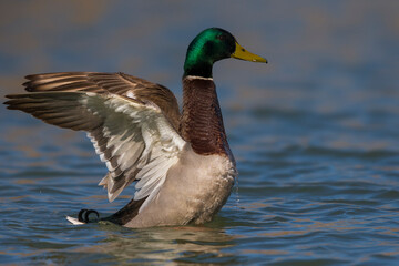 Wilde Eend, Mallard, Anas platyrhynchos