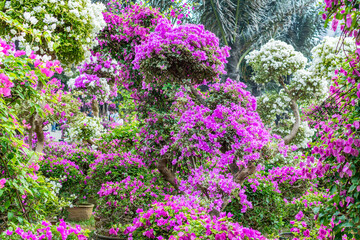 Obraz premium Purple bonsai tree of Bougainvillea spectabilis flower exhibition in Shenzhen, China. also as great bougainvillea, a species of flowering plant. It is native to Brazil, Bolivia, Peru, and Argentina.