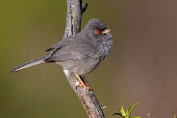 Sardijnse Grasmus; Marmora's Warbler; Sylvia sarda