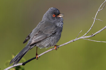 Sardijnse Grasmus; Marmora's Warbler; Sylvia sarda