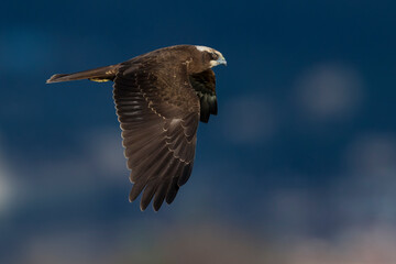 Bruine Kiekendief; Marsh Harrier; Circus aeruginosus