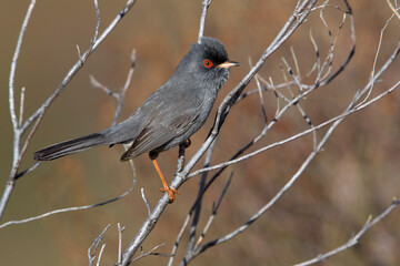 Sardijnse Grasmus; Marmora's Warbler; Sylvia sarda