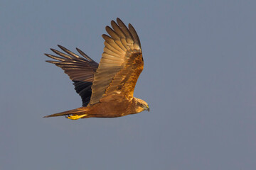 Bruine Kiekendief;  Marsh Harrier; Circus aeruginosus