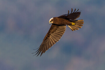 Bruine Kiekendief;  Marsh Harrier; Circus aeruginosus