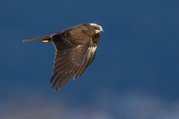 Bruine Kiekendief; Marsh Harrier; Circus aeruginosus