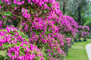 Purple bonsai tree of Bougainvillea spectabilis flower exhibition in Shenzhen, China.  also  as great bougainvillea, a species of flowering plant. It is native to Brazil, Bolivia, Peru, and Argentina.