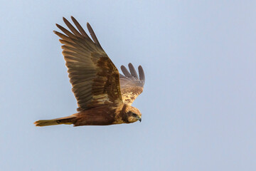 Bruine Kiekendief;  Marsh Harrier; Circus aeruginosus