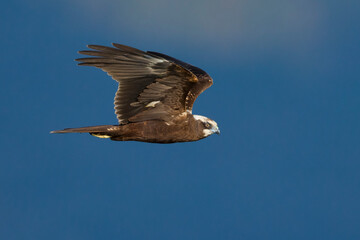 Bruine Kiekendief; Marsh Harrier; Circus aeruginosus