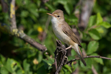 Bosrietzanger, Marsh Warbler, Acrocephalus palustris