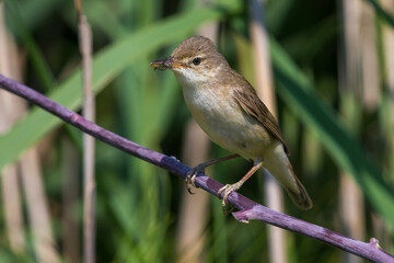 Bosrietzanger, Marsh Warbler, Acrocephalus palustris