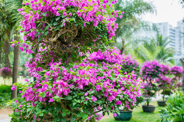 Fototapeta na wymiar Purple bonsai tree of Bougainvillea spectabilis flower exhibition in Shenzhen, China. also as great bougainvillea, a species of flowering plant. It is native to Brazil, Bolivia, Peru, and Argentina.