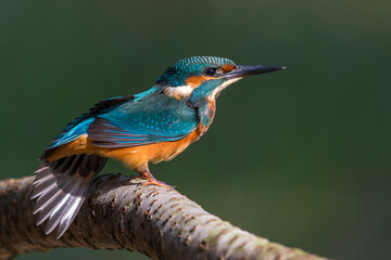 IJsvogel; Common Kingfisher; Alcedo atthis