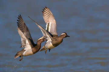 Fototapeta premium Zomertaling; Garganey; Anas querquedula