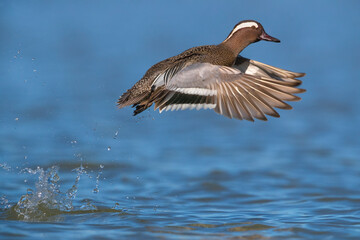 Zomertaling; Garganey; Anas querquedula