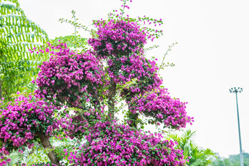 Obraz premium Purple bonsai tree of Bougainvillea spectabilis flower exhibition in Shenzhen, China. also as great bougainvillea, a species of flowering plant. It is native to Brazil, Bolivia, Peru, and Argentina.