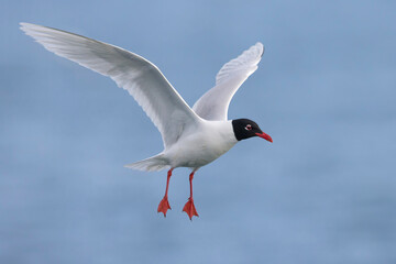 Zwartkopmeeuw; Mediterranean Gull; Ichthyaetus melanocephalus