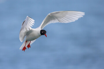 Zwartkopmeeuw; Mediterranean Gull; Ichthyaetus melanocephalus