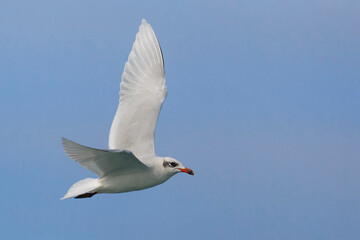 Fototapeta premium Zwartkopmeeuw; Mediterranean Gull; Ichthyaetus melanocephalus