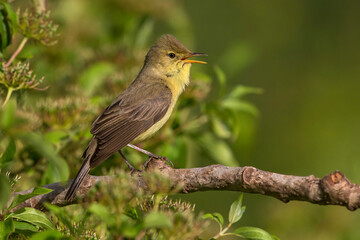 Orpheusspotvogel, Melodious Warbler; Hippolais polyglotta