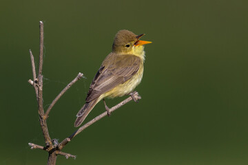 Orpheusspotvogel, Melodious Warbler; Hippolais polyglotta