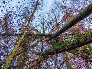 Umgest&uuml;rzte B&auml;ume nach Sturm im Mischwald