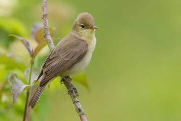 Orpheusspotvogel, Melodious Warbler; Hippolais polyglotta