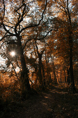 Fototapeta premium wald