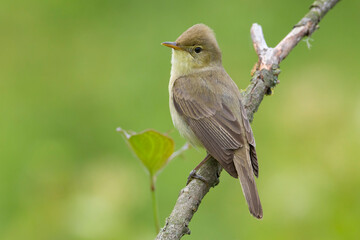 Orpheusspotvogel, Melodious Warbler; Hippolais polyglotta