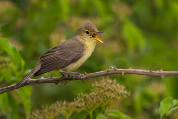 Orpheusspotvogel, Melodious Warbler; Hippolais polyglotta