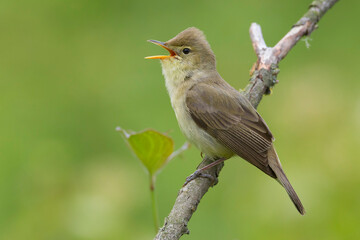 Orpheusspotvogel, Melodious Warbler; Hippolais polyglotta