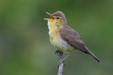 Orpheusspotvogel, Melodious Warbler; Hippolais polyglotta