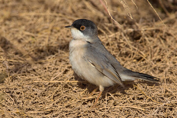 Ménétriés’ Zwartkop; Ménétries's Warbler; Sylvia mystacea